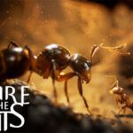 Empire of the Ants: A Microscopic Charmfest